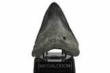 Fossil Megalodon Tooth - South Carolina #180870-2